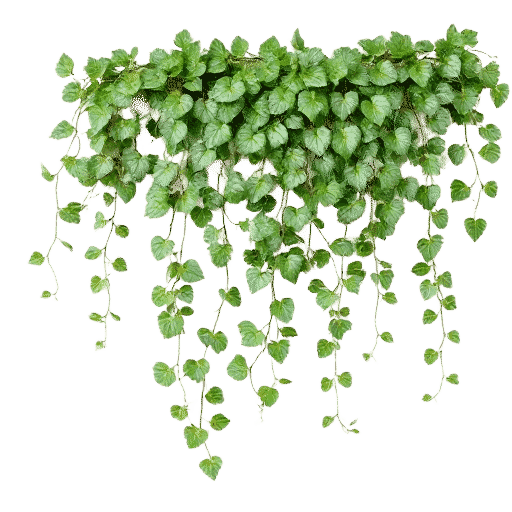 Trailing Ivy