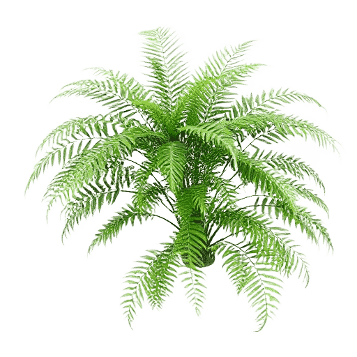 Tree Fern