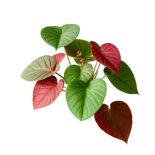Trellis Begonia