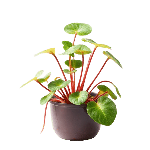 Venus Flytrap