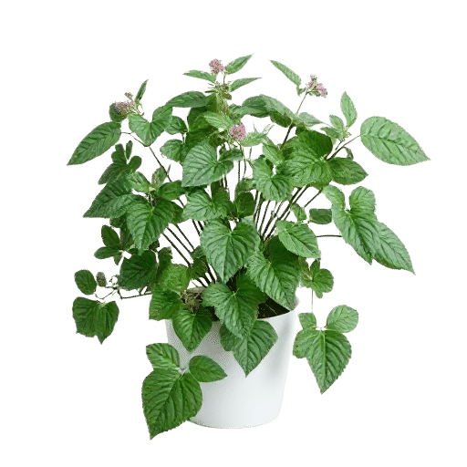 Verbena