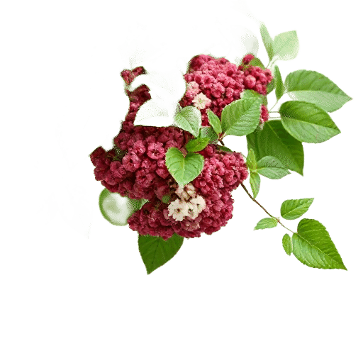 Viburnum