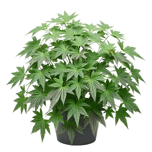Vine Maple