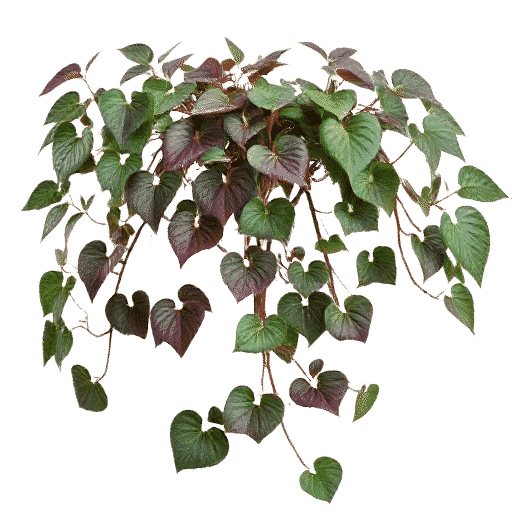 Virginia Creeper
