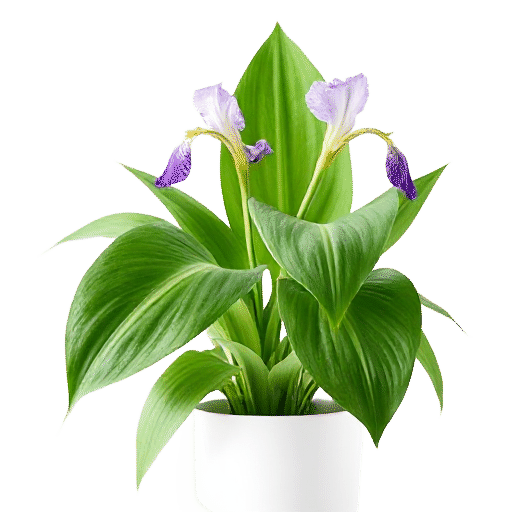 Walking Iris