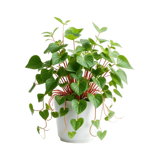 Wandering Jew