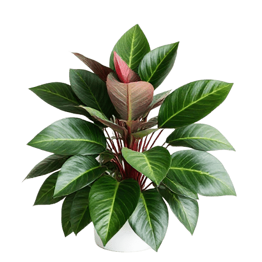 Waratah