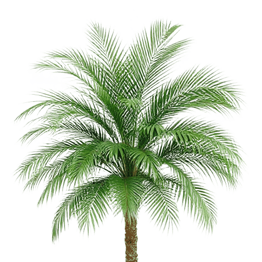 Washingtonia Palm