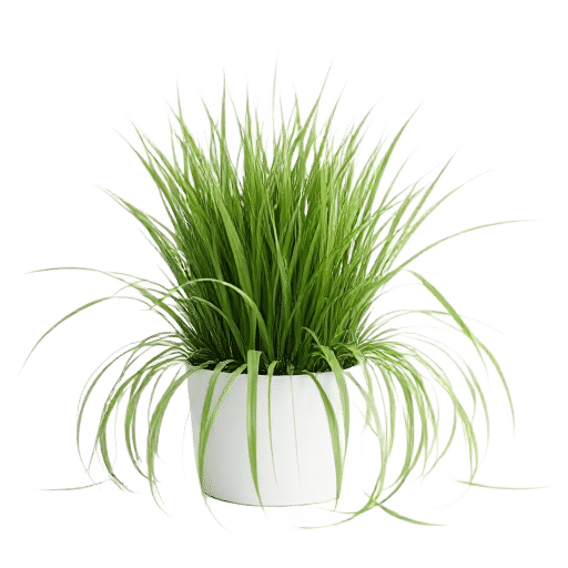 Wheat Grass