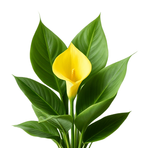 Yellow Calla Lily