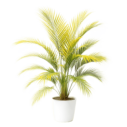 Yellow Palm