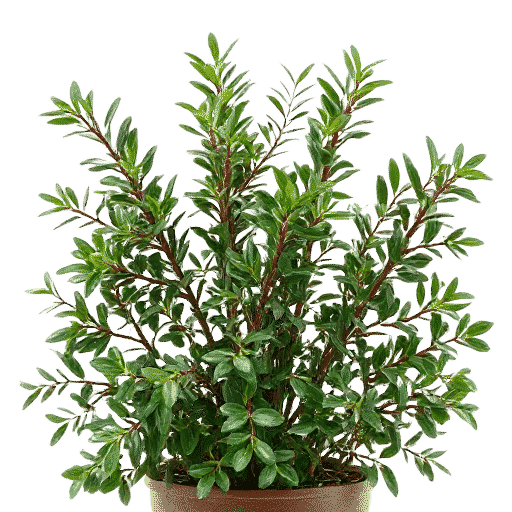Yew