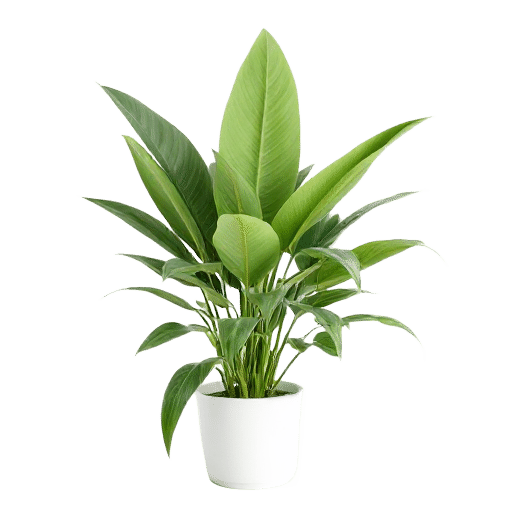 Yucca