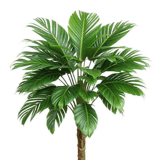 Zamia Palm