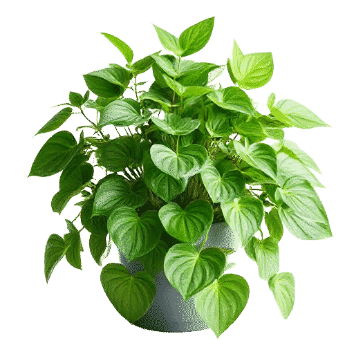 Zebrina