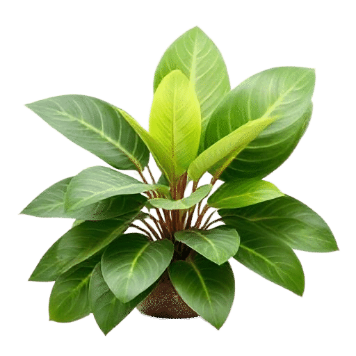 ZZ Plant Zamioculcas zamiifolia plant