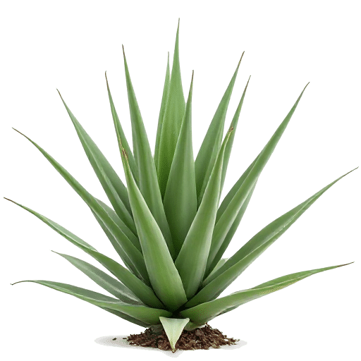 Aloe Vera Aloe barbadensis