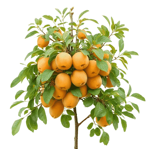 Apricot Prunus armeniaca
