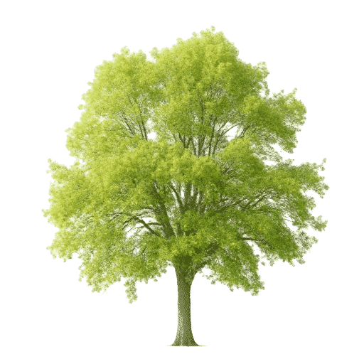 Aspen Populus tremuloides