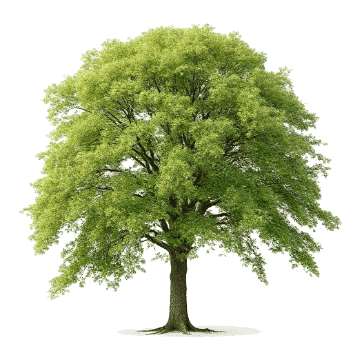 Beech tree
