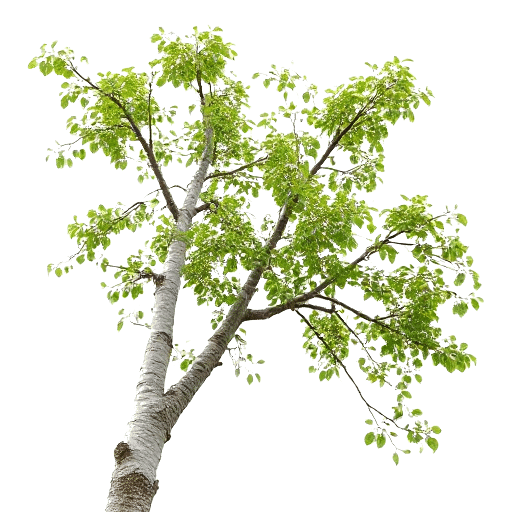 Birch tree