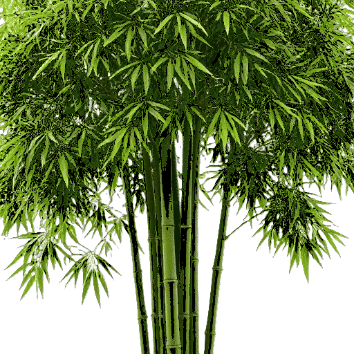 Bamboo
