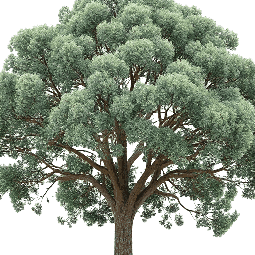 Blue Gum Eucalyptus globulus
