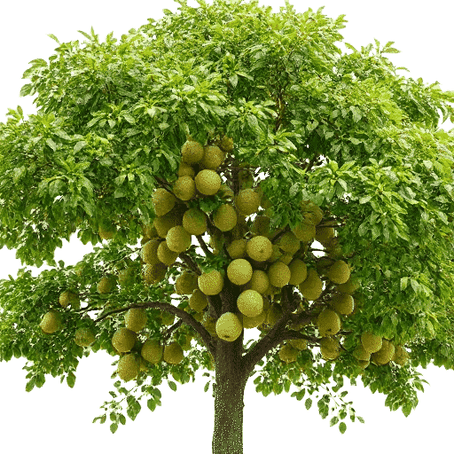 Butternut Juglans cinerea