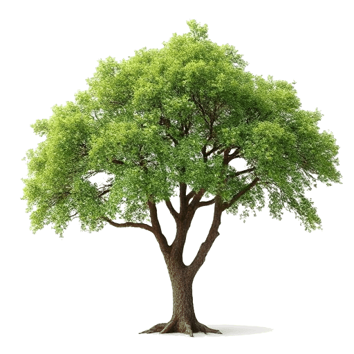 Chinese Elm Ulmus parvifolia