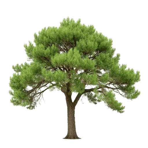 Cypress tree