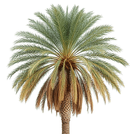 Date Palm Phoenix dactylifera