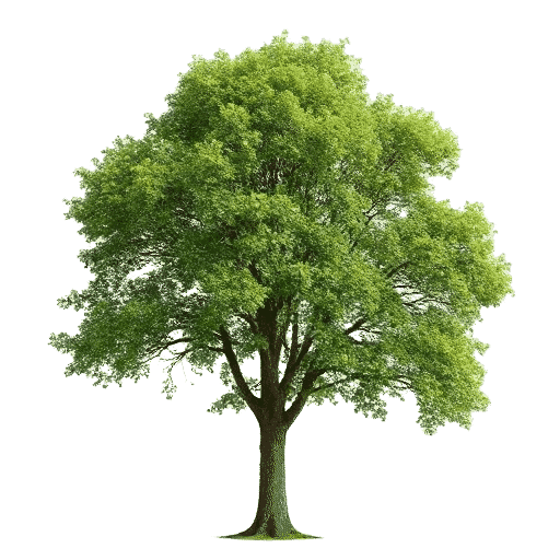 Elm tree