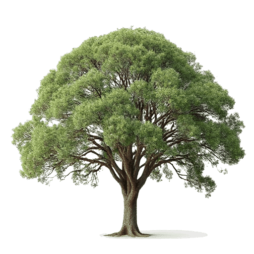 Eucalyptus Eucalytus globulus