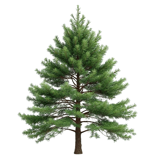 Fraser Fir Abies fraseri
