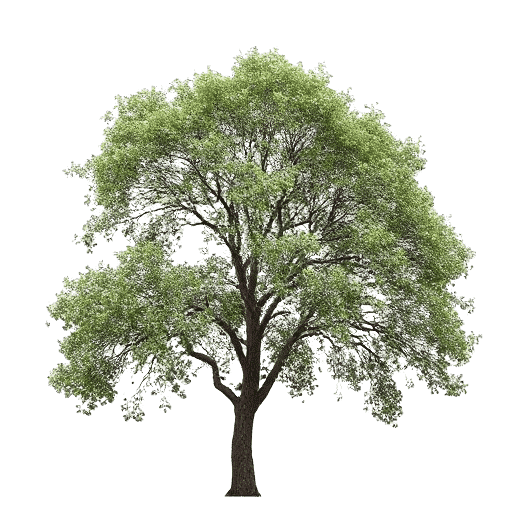 Inga tree