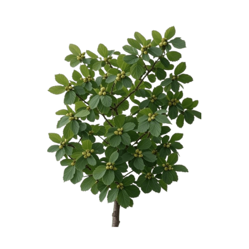Hazelnut Corylus avellana