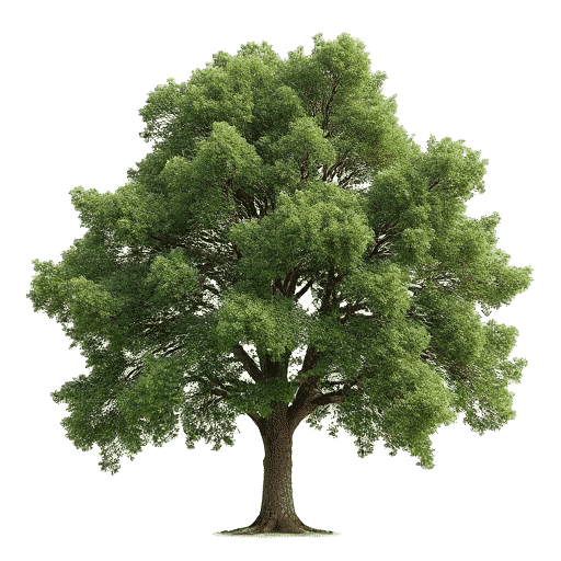 Kahikatea Dacrycarpus dacrydioides