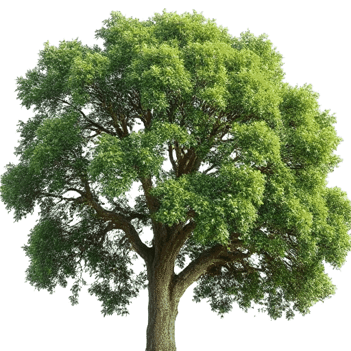 Kapok Ceiba pentandra