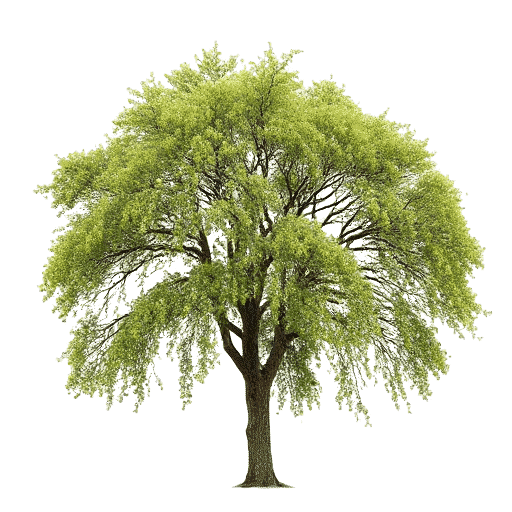 Kowhai tree