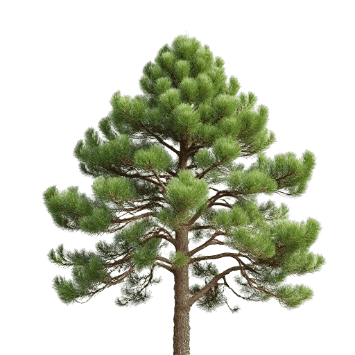 Loblolly Pine Pinus taeda