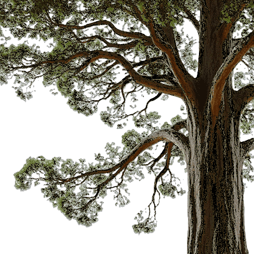 Kauri Agathis australis