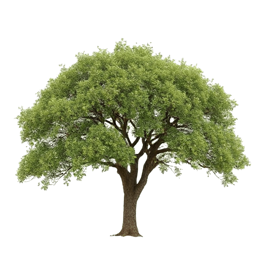 Mopane Colophospermum mopane
