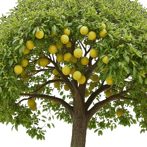 Marula Sclerocarya birrea
