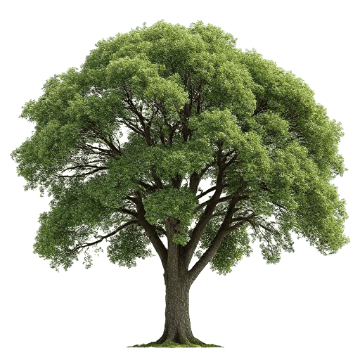 Oak tree