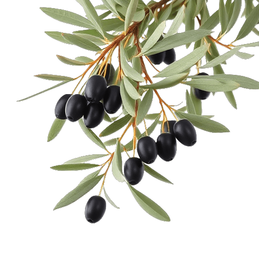 Olive Olea europaea