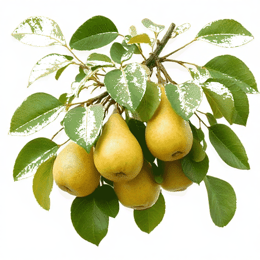Pear Pyrus communis