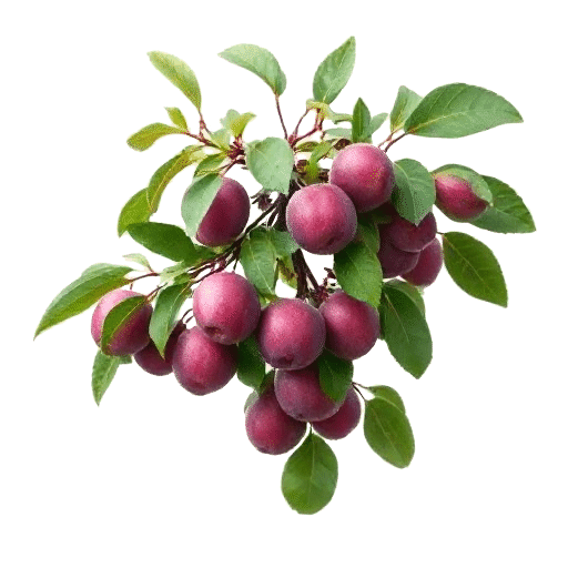 Plum Prunus domestica
