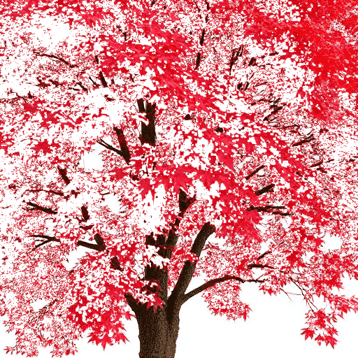 Red Maple Acer rubrum