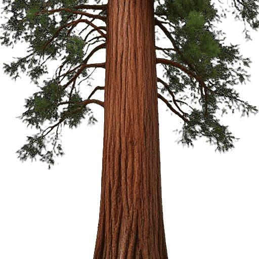 Redwood Sequoia sempervirens