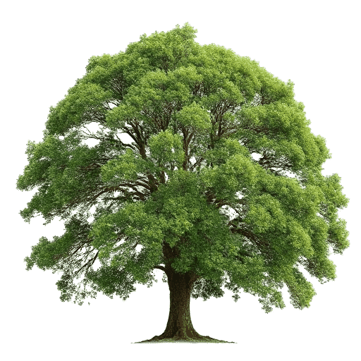 Rimu Dacrycarpus dacrydioides